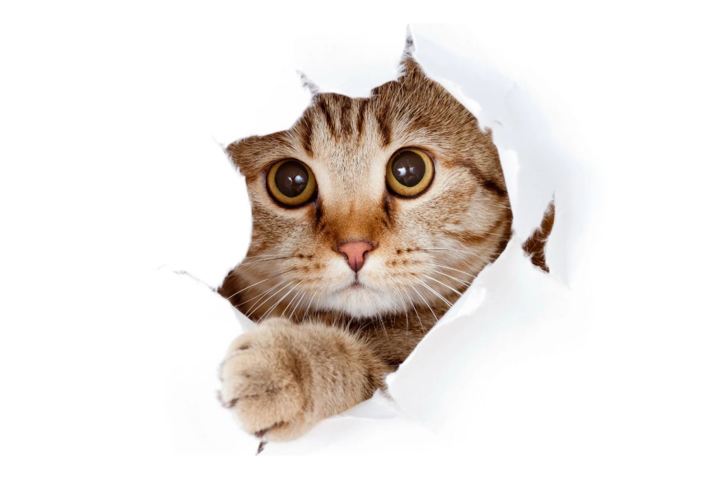 Katt