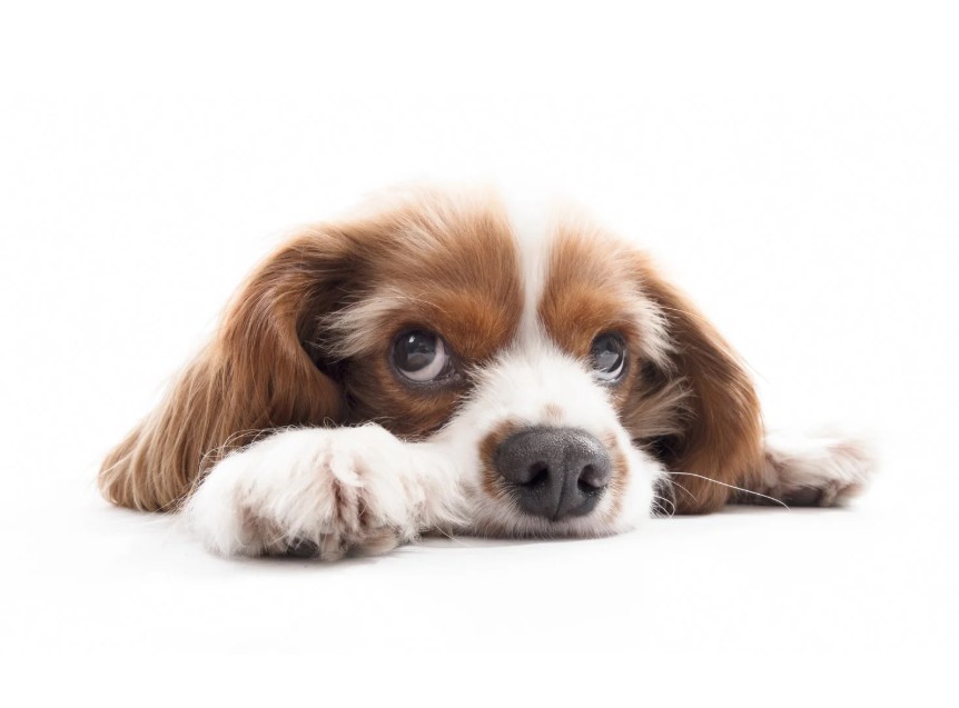 hund, Roccoix