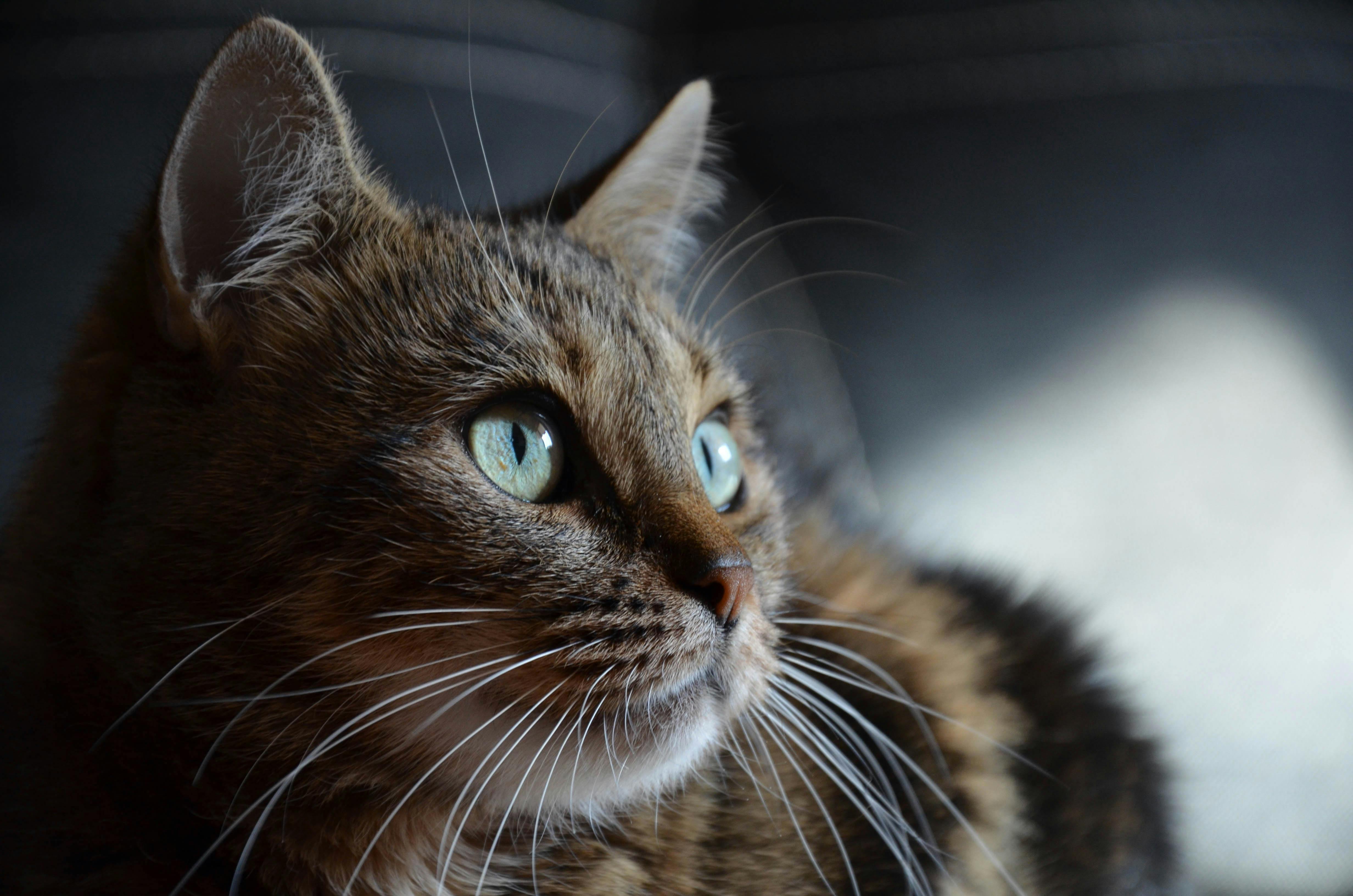 katt